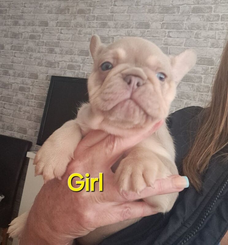 KC registered french bulldog girl for sale in Ramsgate, Kent | Image 3