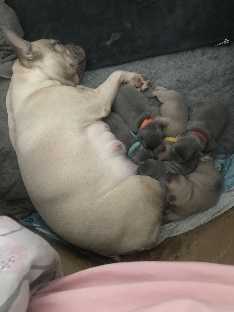 French Bulldog puppies for sale in St Albans, Hertfordshire – KC registered, 1 year old - Image 2 of 14