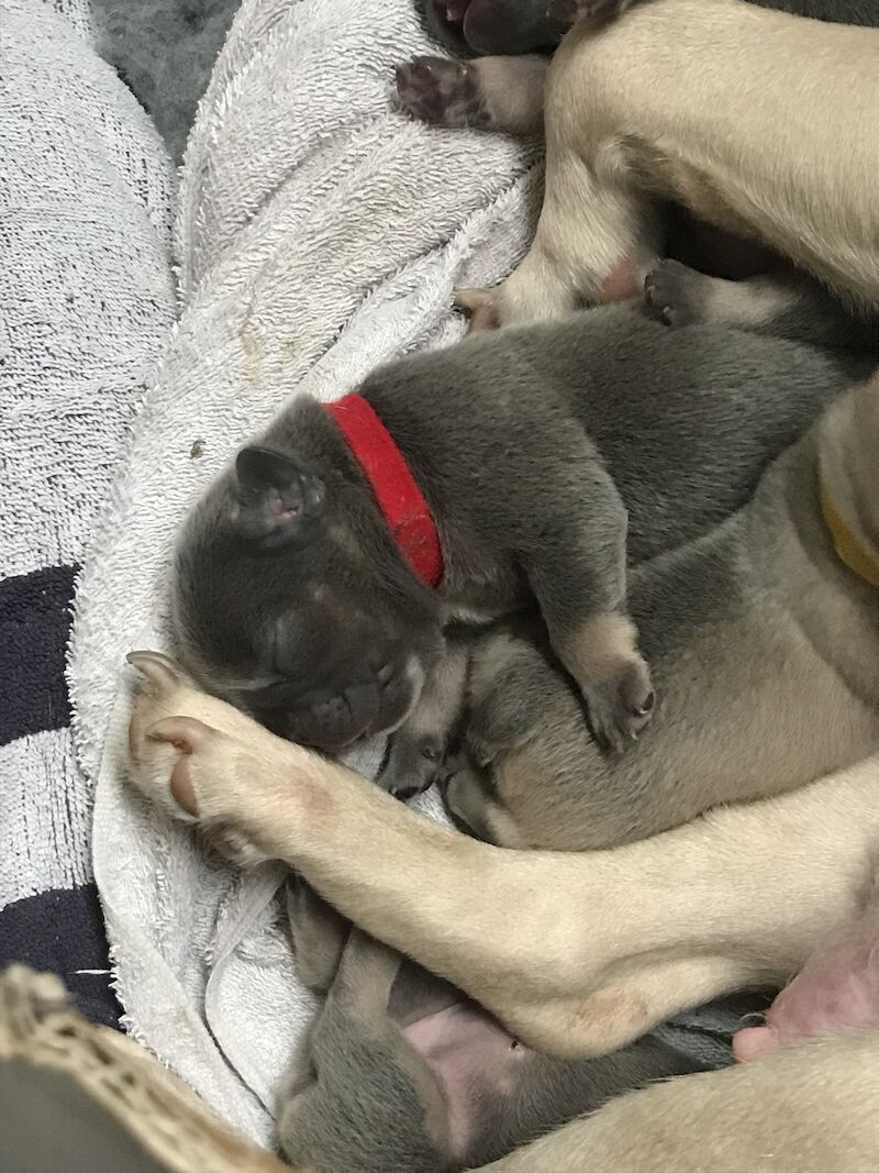 French Bulldog puppies for sale in St Albans, Hertfordshire – KC registered, 1 year old - Image 3 of 14