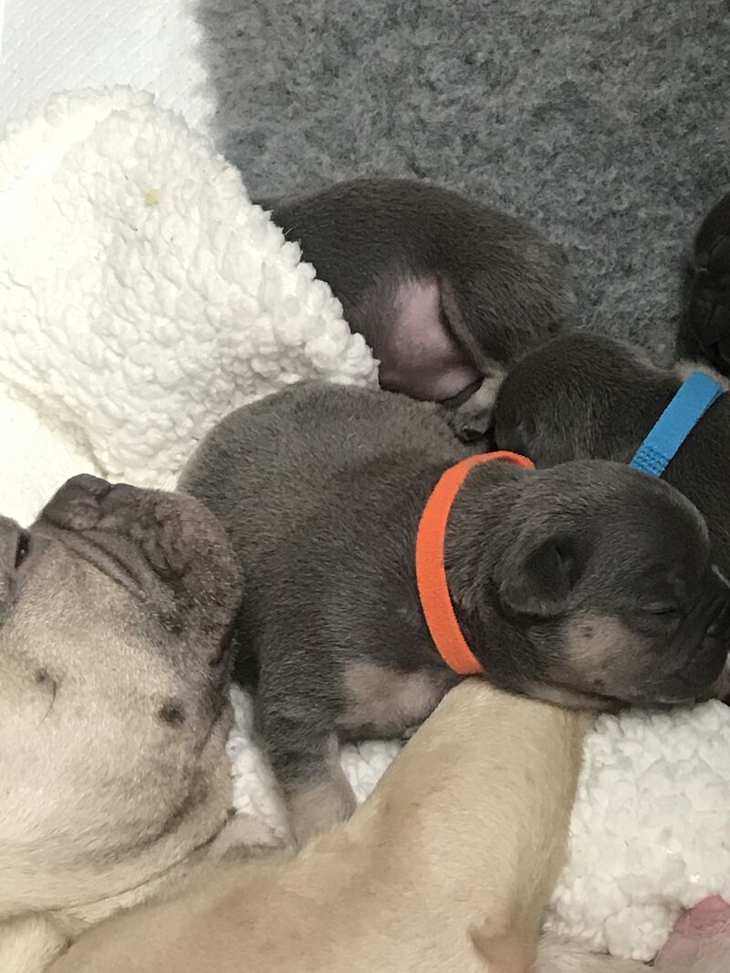 French Bulldog puppies for sale in St Albans, Hertfordshire – KC registered, 1 year old - Image 5 of 14