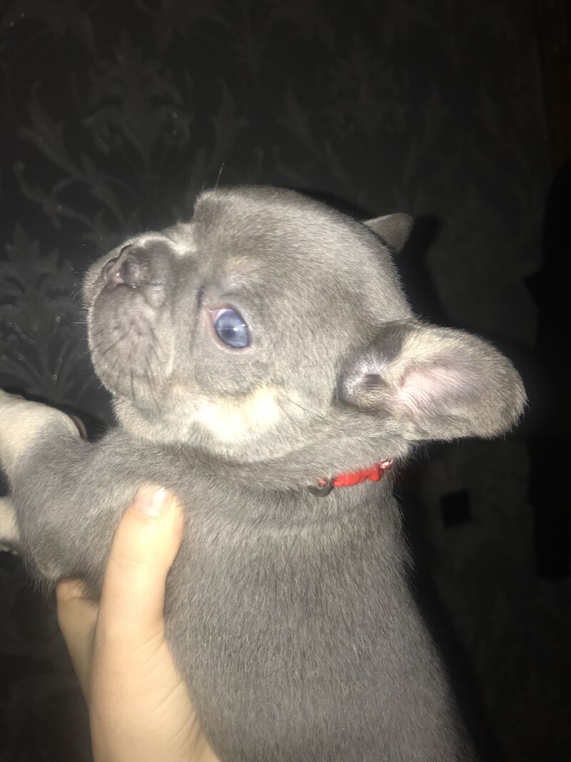 French Bulldog puppies for sale in St Albans, Hertfordshire – KC registered, 1 year old - Image 4 of 14