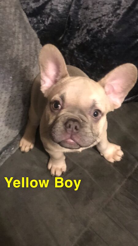 KC Registered French Bulldog Puppies for sale in St Albans, Hertfordshire | Image 1