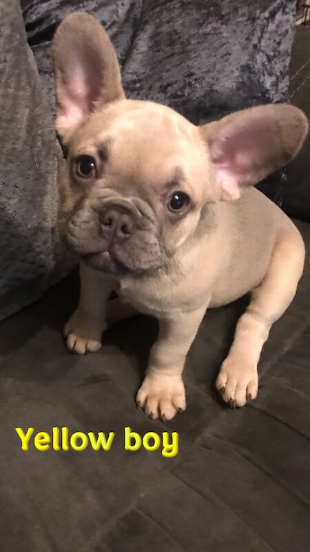 French Bulldog puppies for sale in St Albans, Hertfordshire – KC registered, 1 year old - Image 6 of 14
