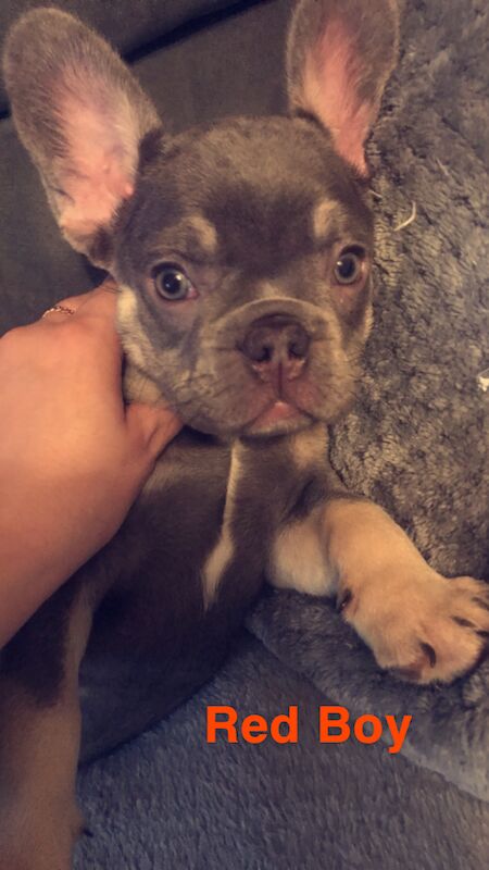 French Bulldog puppies for sale in St Albans, Hertfordshire – KC registered, 1 year old - Image 7 of 14