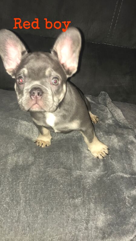 French Bulldog puppies for sale in St Albans, Hertfordshire – KC registered, 1 year old - Image 8 of 14