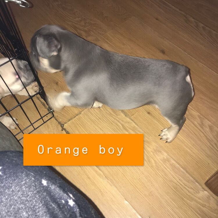 French Bulldog puppies for sale in St Albans, Hertfordshire – KC registered, 1 year old - Image 9 of 14