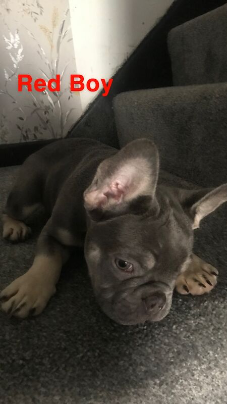 French Bulldog puppies for sale in St Albans, Hertfordshire – KC registered, 1 year old - Image 10 of 14