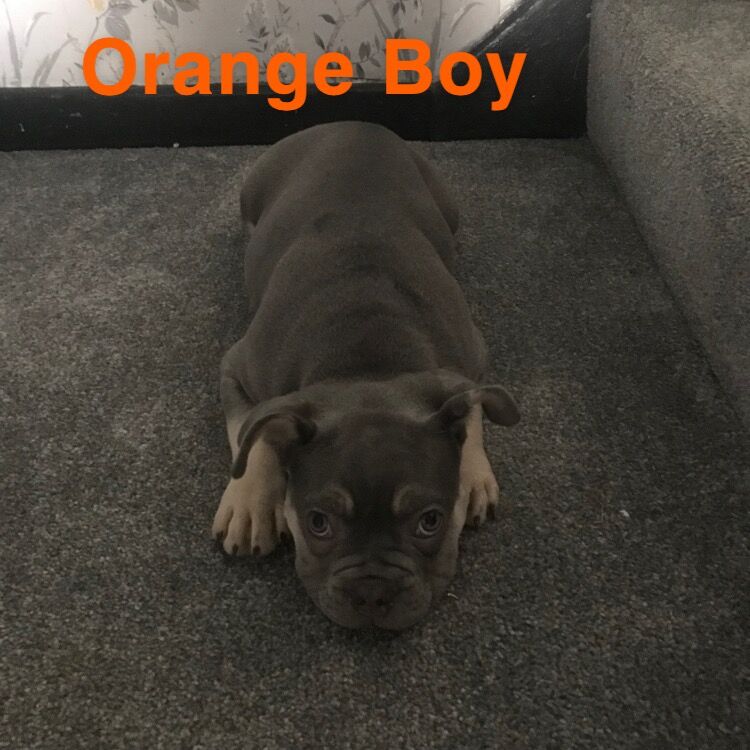 French Bulldog puppies for sale in St Albans, Hertfordshire – KC registered, 1 year old - Image 11 of 14