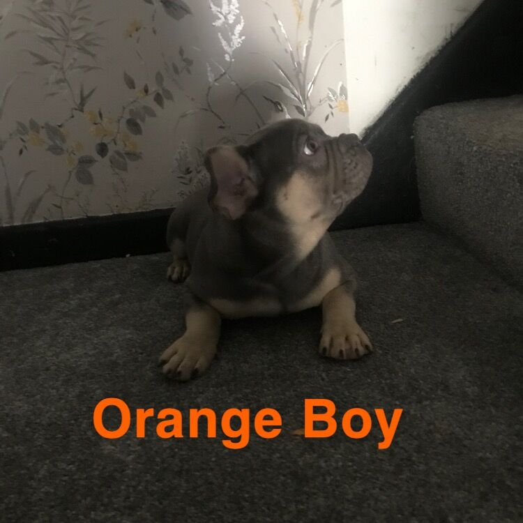 French Bulldog puppies for sale in St Albans, Hertfordshire – KC registered, 1 year old - Image 12 of 14
