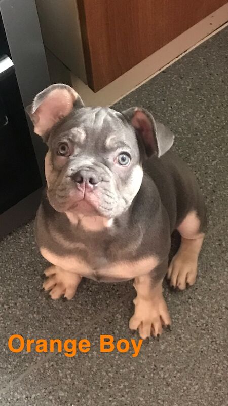 French Bulldog puppies for sale in St Albans, Hertfordshire – KC registered, 1 year old - Image 13 of 14