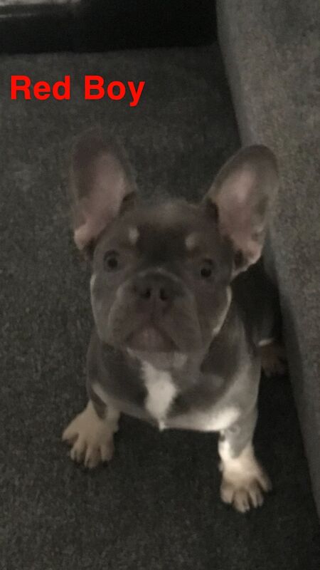 French Bulldog puppies for sale in St Albans, Hertfordshire – KC registered, 1 year old - Image 14 of 14