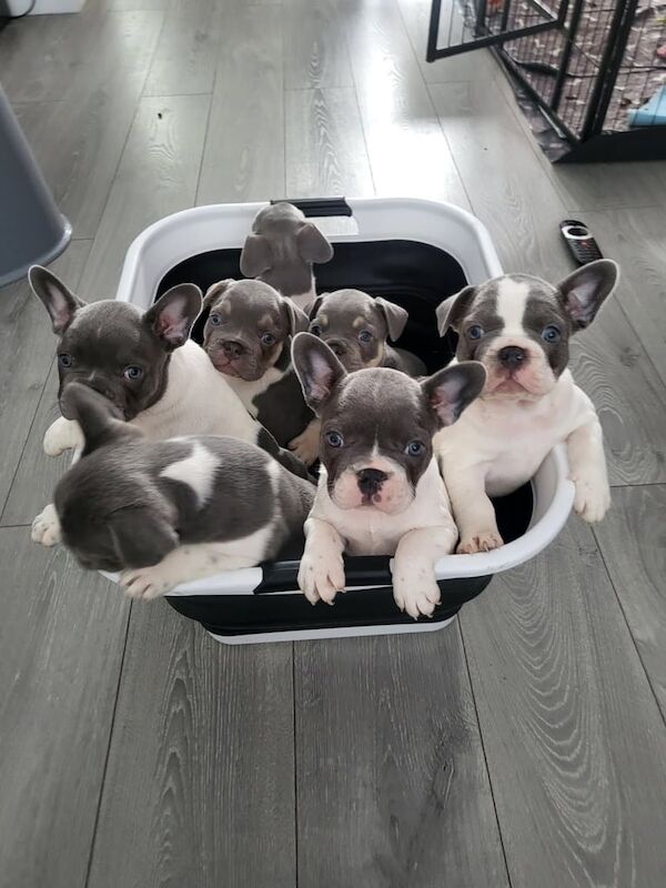 French Bulldog puppies for sale in Kingston upon Hull, East Riding of Yorkshire – KC registered, 9 weeks old