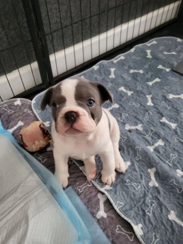 French Bulldog puppies for sale in Kingston upon Hull, East Riding of Yorkshire – KC registered, 9 weeks old - Image 2 of 3
