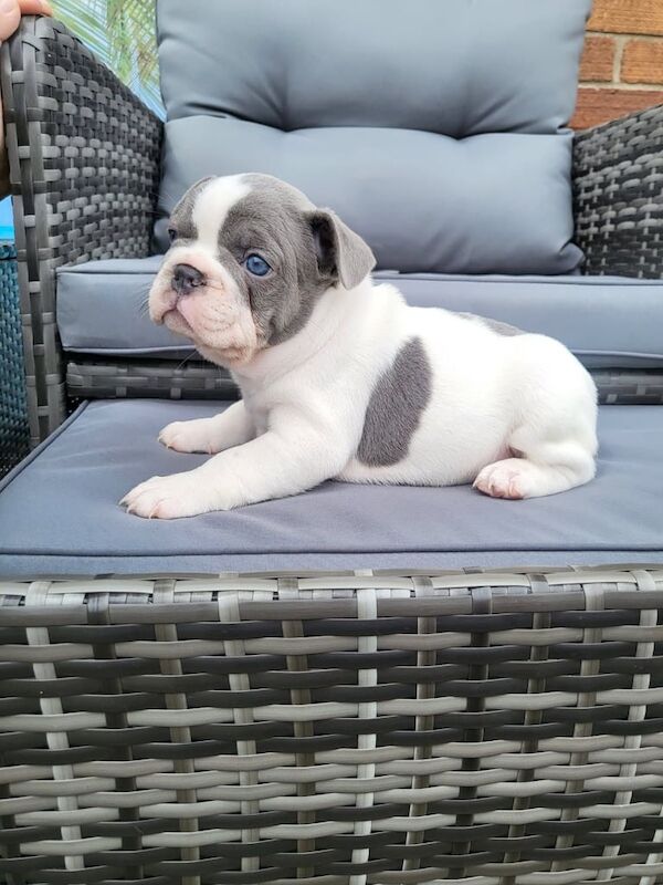 French Bulldog puppies for sale in Kingston upon Hull, East Riding of Yorkshire – KC registered, 9 weeks old - Image 3 of 3