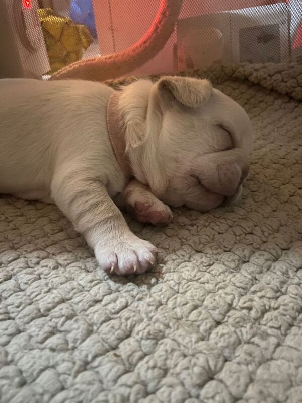 French Bulldog puppies for sale in Blackheath, London – 5 weeks old