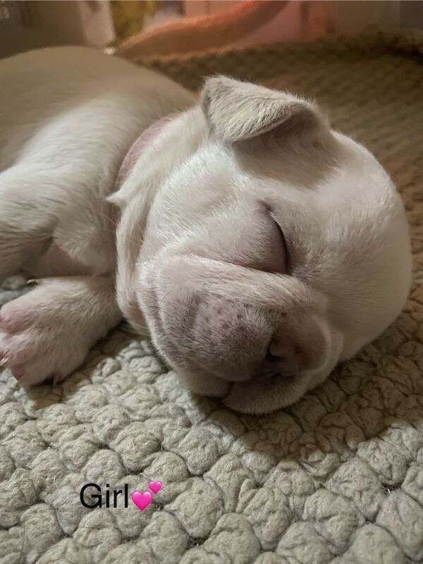 Kc registered French bulldog puppies - Image 2 of 3