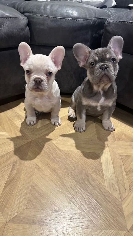 Kc registered French bulldog puppies