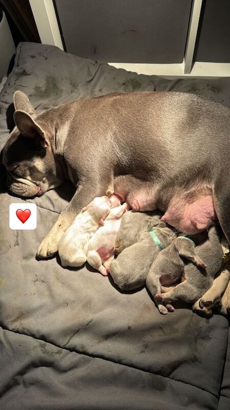 Kc registered French bulldog puppies - Image 2 of 3