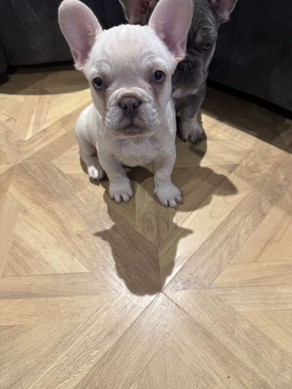 Kc registered French bulldog puppies - Image 3 of 3