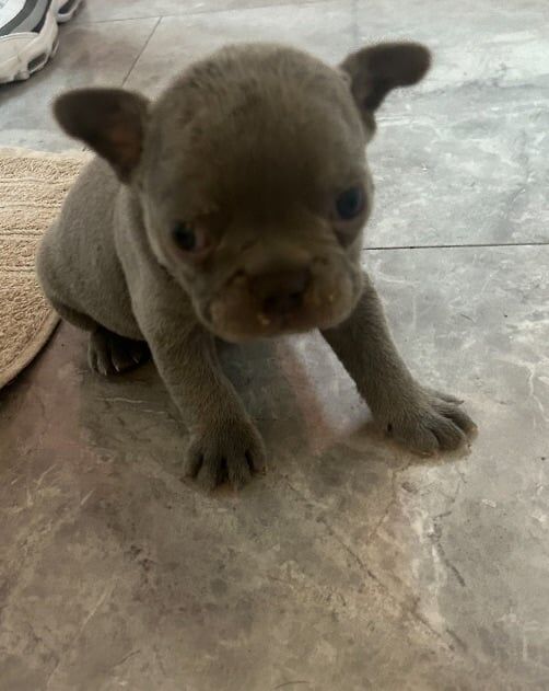 French Bulldog puppies for sale in Irvine, Ayrshire and Arran – 5 weeks old