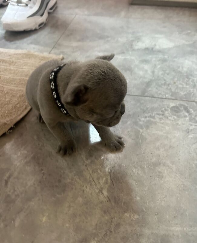 French Bulldog puppies for sale in Irvine, Ayrshire and Arran – 5 weeks old - Image 2 of 3