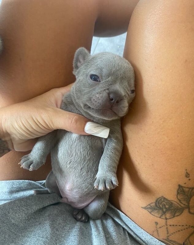 French Bulldog puppies for sale in Irvine, Ayrshire and Arran – 5 weeks old - Image 3 of 3