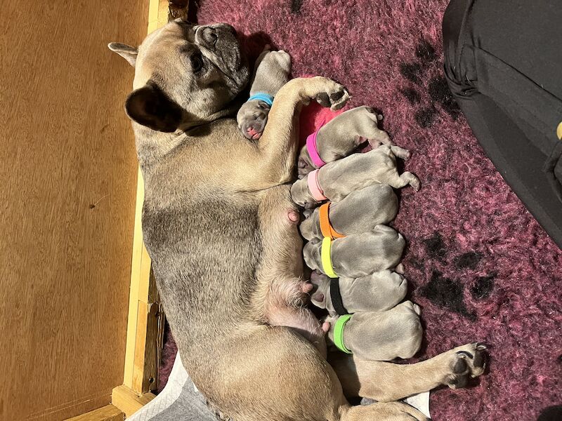 What Puppies Are Kc Registered