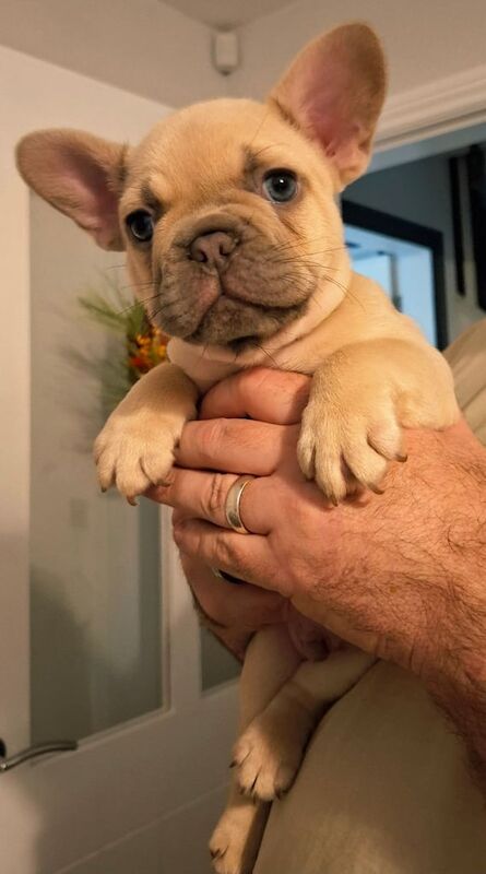Kc registered- French Bulldogs - Image 2 of 3