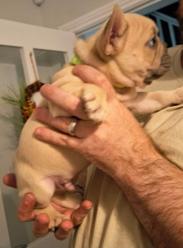 Kc registered- French Bulldogs - Image 3 of 3