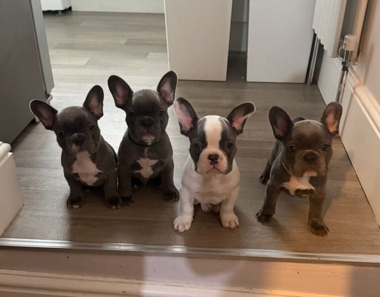 KC registered French bulldogs - ready to leave now
