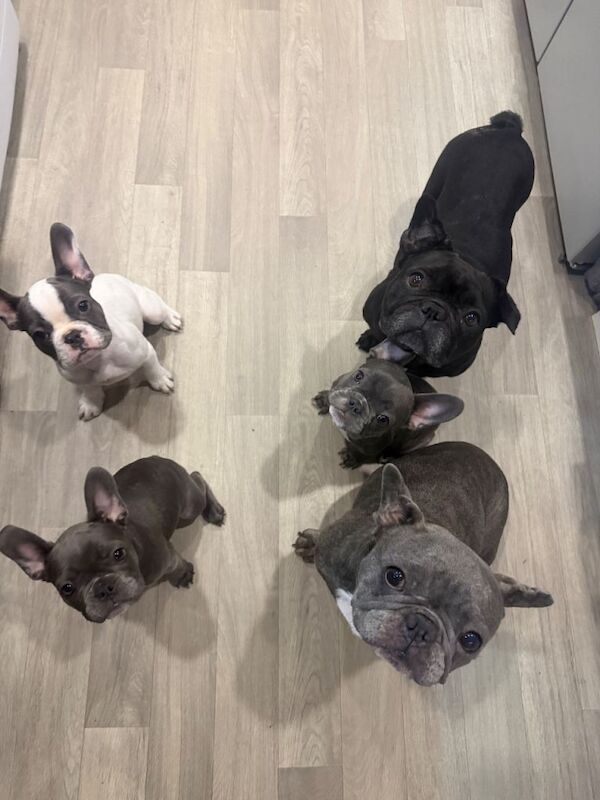 KC registered French bulldogs - ready to leave now - Image 2 of 4