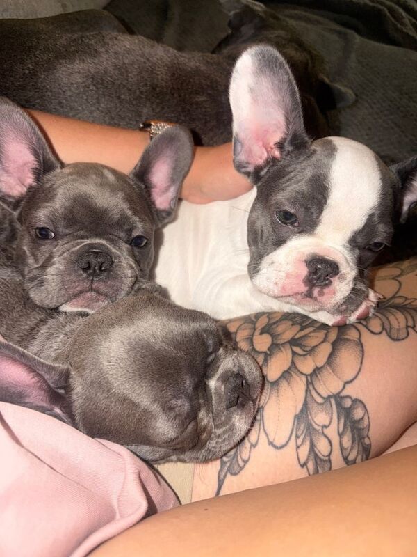 KC registered French bulldogs - ready to leave now - Image 3 of 4