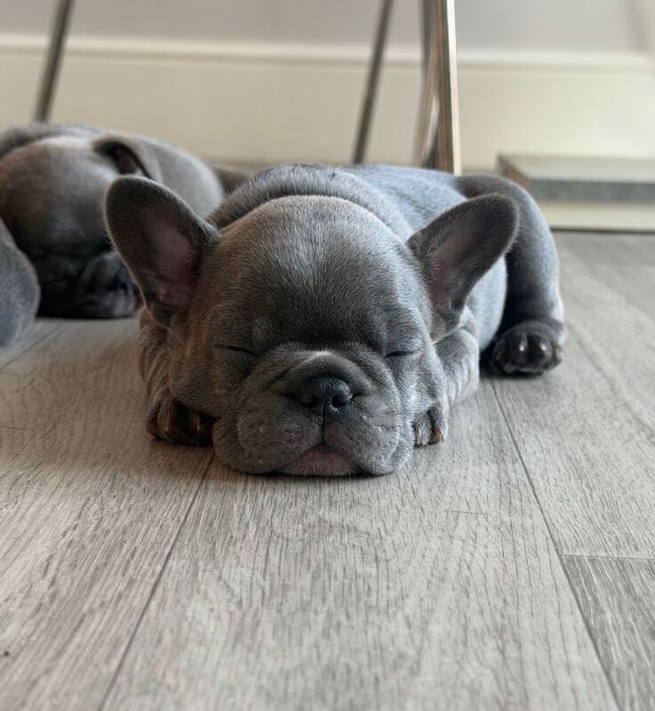 KC registered French bulldogs - ready to leave now - Image 4 of 4