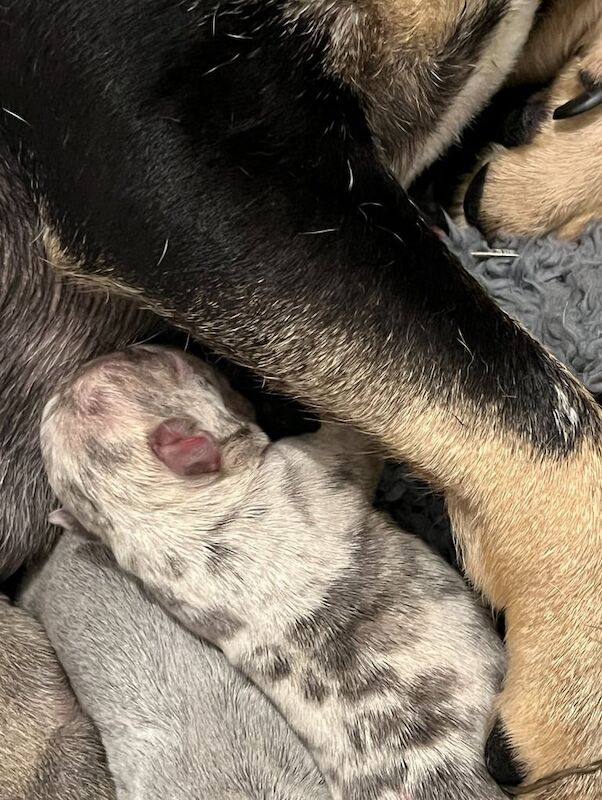 French Bulldog puppies for sale in Irvine, Ayrshire and Arran – 3 weeks old - Image 2 of 3