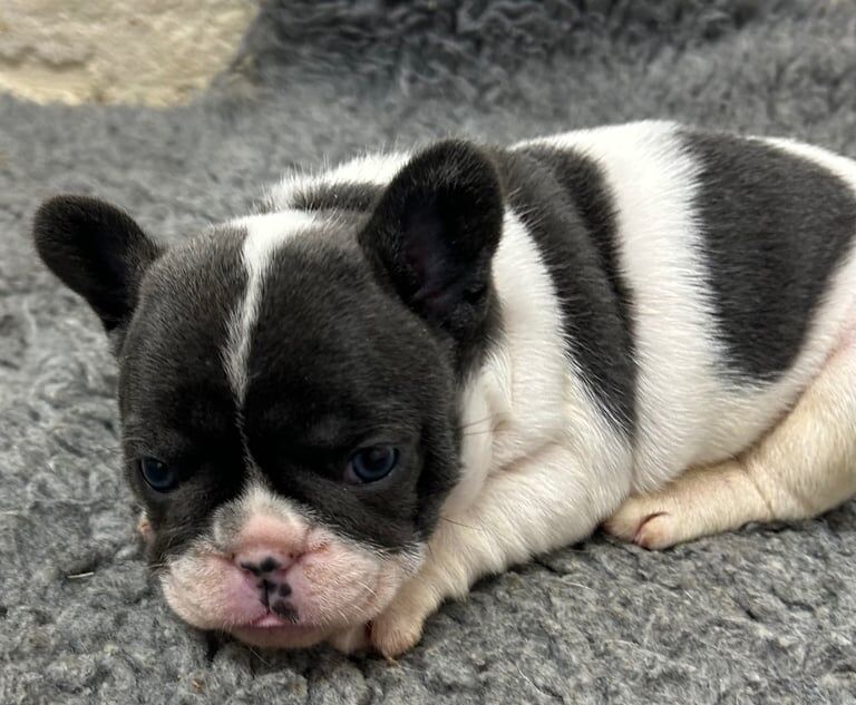 French Bulldog puppies for sale in Lesmahagow, Lanarkshire – KC registered, 7 weeks old