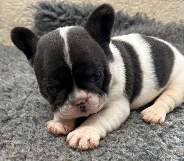 French Bulldog puppies for sale in Lesmahagow, Lanarkshire – KC registered, 7 weeks old - Image 2 of 3