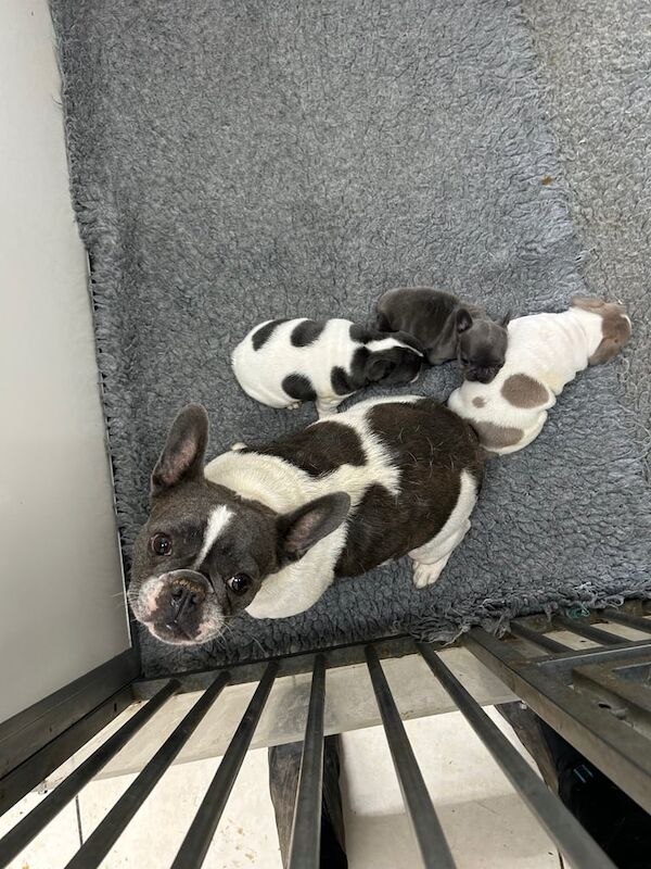 French Bulldog puppies for sale in Lesmahagow, Lanarkshire – KC registered, 7 weeks old - Image 3 of 3