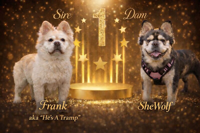 French Bulldog puppies for sale in Worcester Park, Surrey – KC registered, 1 day old