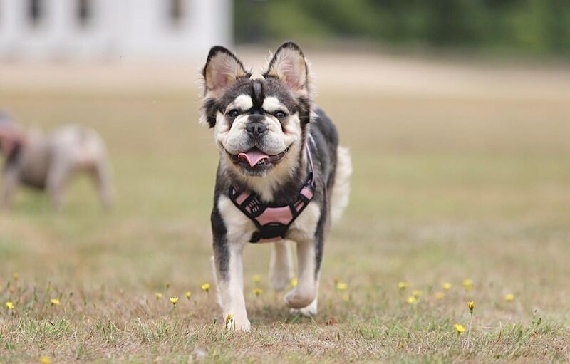 ⭐️REDUCED last 4 remaining ⭐️ - Image 2 of 11