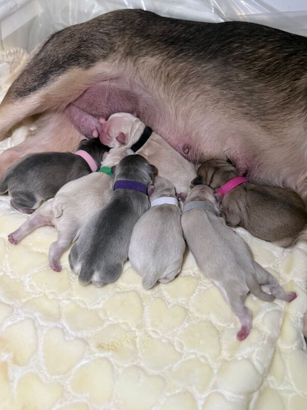 ⭐️REDUCED last 4 remaining ⭐️ - Image 4 of 11