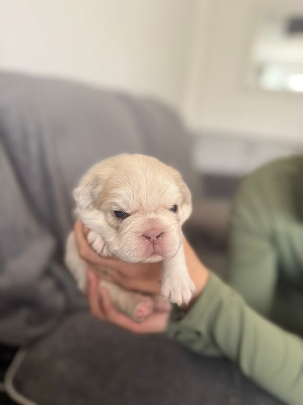 ⭐️REDUCED last 4 remaining ⭐️ - Image 5 of 11