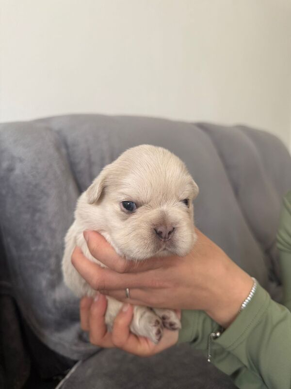 ⭐️REDUCED last 4 remaining ⭐️ - Image 6 of 11