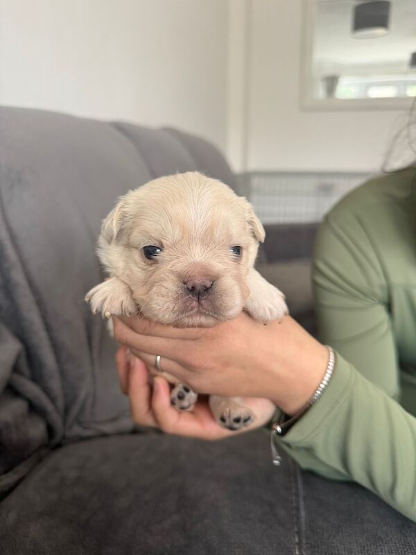 ⭐️REDUCED last 4 remaining ⭐️ - Image 7 of 11