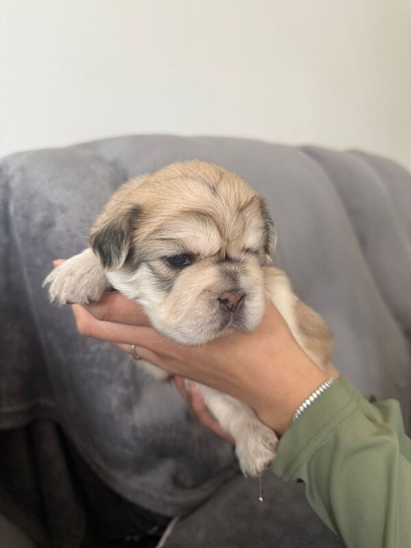 ⭐️REDUCED last 4 remaining ⭐️ - Image 8 of 11