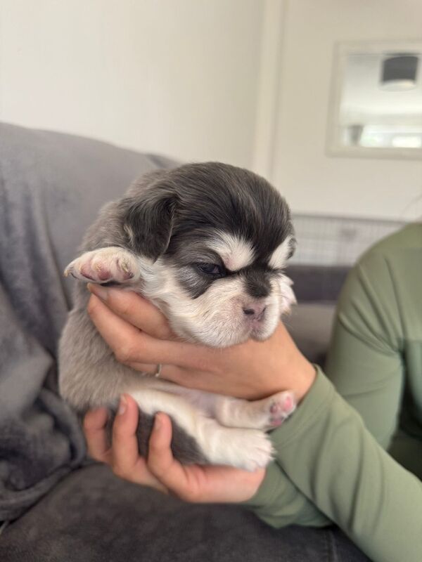 ⭐️REDUCED last 4 remaining ⭐️ - Image 9 of 11