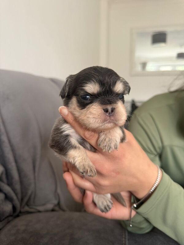 ⭐️REDUCED last 4 remaining ⭐️ - Image 10 of 11