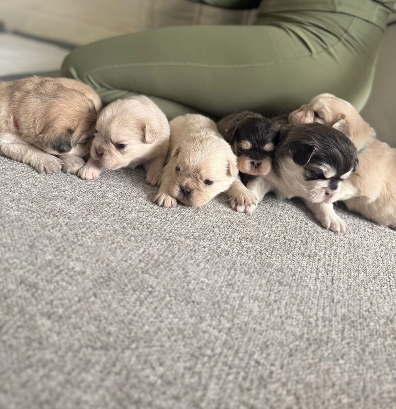 ⭐️REDUCED last 4 remaining ⭐️ - Image 11 of 11