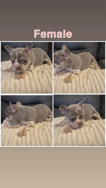 KC registered merle French bulldog pups merle for sale in Banbridge, County Down