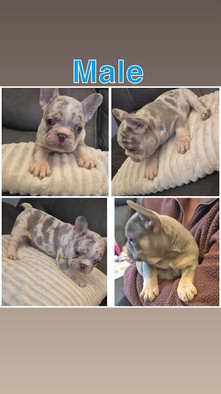 KC registered merle French bulldog pups merle for sale in Banbridge, County Down | Image 2