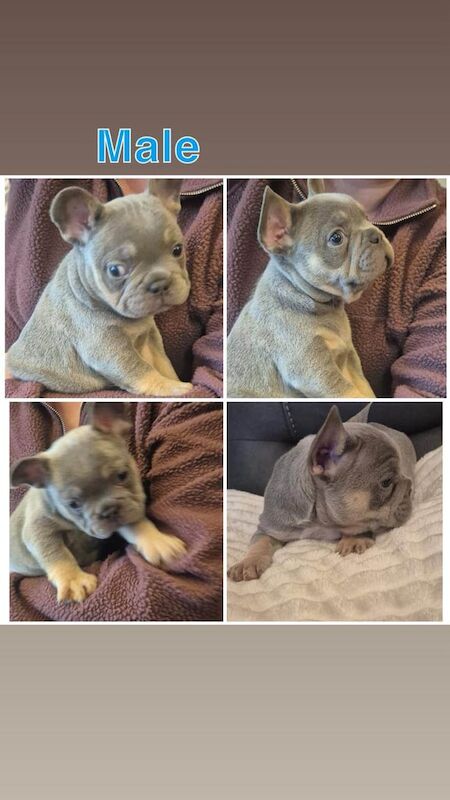 KC registered merle French bulldog pups merle for sale in Banbridge, County Down | Image 3